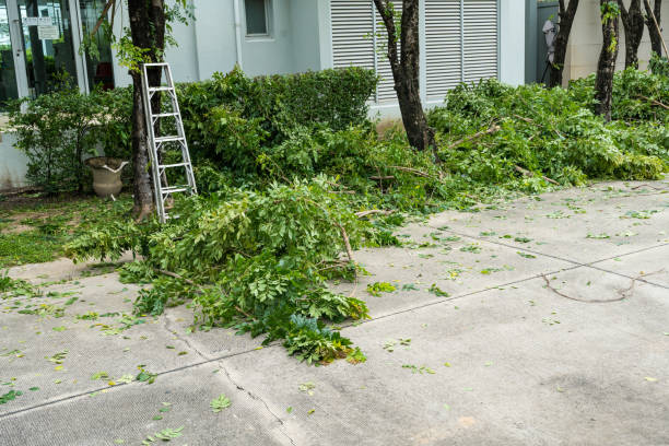 Tree Root Removal in Peralta, NM